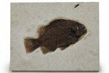Detailed Fossil Fish (Cockerellites) - Wyoming #349264-1